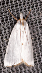 Urola nivalis