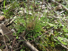 Rytidosperma