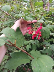 Viburnum opulus