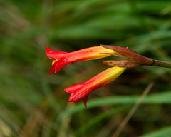 Phycella cyrtanthoides