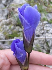 Gentianopsis crinita