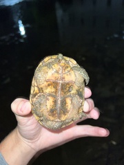 Sternotherus odoratus