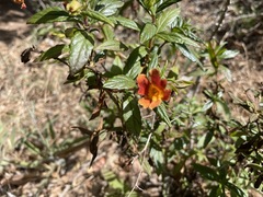 Diplacus parviflorus