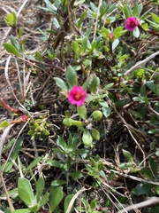 Portulaca amilis