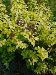 Origanum vulgare