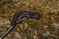 Plethodon caddoensis
