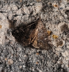 Eubolina impartialis