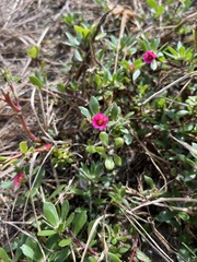 Portulaca amilis
