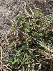 Portulaca amilis