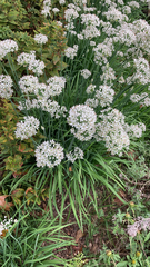 Allium tuberosum