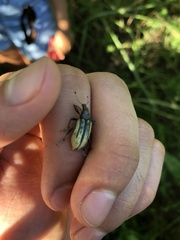 Diaprepes abbreviatus