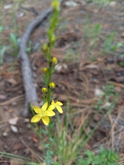 Linum neomexicanum