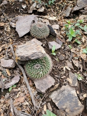 Mammillaria meiacantha