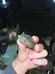 Sternotherus odoratus