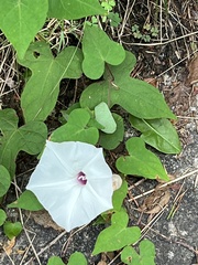 Ipomoea pandurata