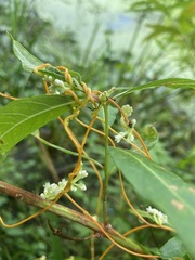 Cuscuta gronovii