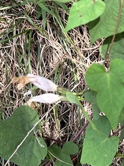 Ipomoea pandurata