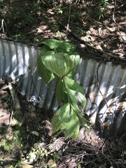 Veratrum