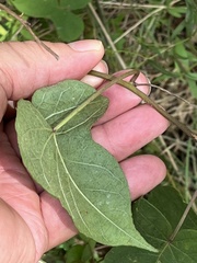 Ipomoea pandurata