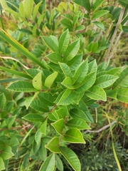 Toxicodendron vernix