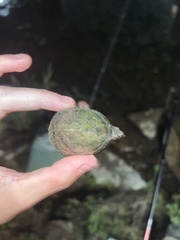 Sternotherus odoratus