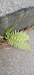 Dryopteris filix-mas