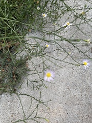 Symphyotrichum divaricatum