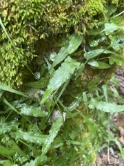 Asplenium rhizophyllum