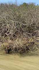 Rhizophora mangle