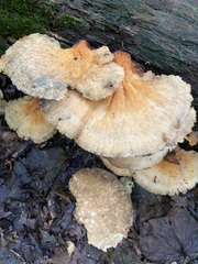 Laetiporus cincinnatus