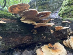 Laetiporus cincinnatus