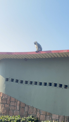 Chlorocebus pygerythrus pygerythrus