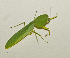 Choeradodis rhombicollis