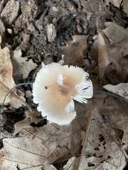 Lepiota rubrotinctoides