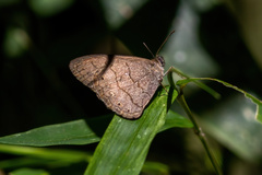 Euptychiina