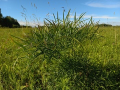 Peucedanum morisonii