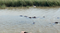 Hippopotamus amphibius