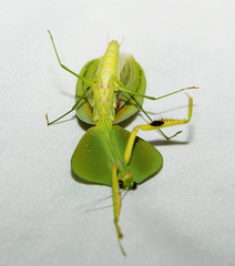 Choeradodis rhombicollis