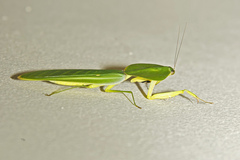 Choeradodis rhombicollis