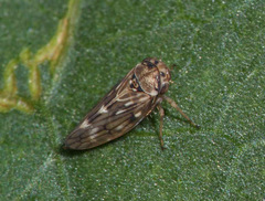 Agalliini