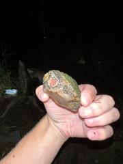 Sternotherus odoratus
