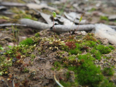 Bryum argenteum