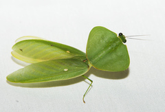 Choeradodis rhombicollis