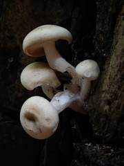Hypsizygus