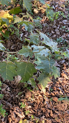 Solanum viarum