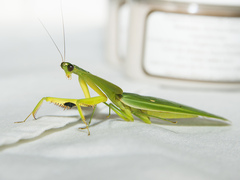 Choeradodis rhombicollis