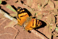 Hypanartia lethe
