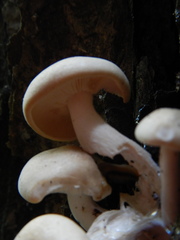 Hypsizygus