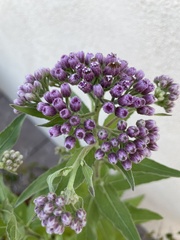 Pluchea odorata odorata