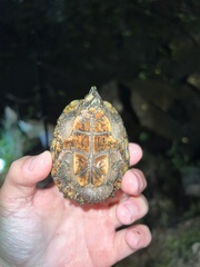 Sternotherus odoratus